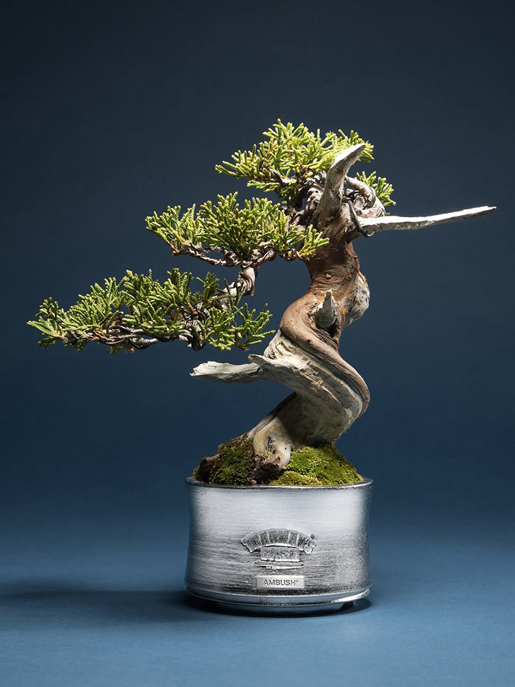 AMBUSH&reg; &times; TRADMAN&rsquo;S BONSAI